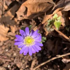 Greek Anemone thumbnail 4