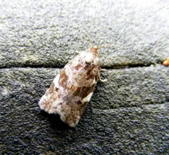 Duskyback Leafroller thumbnail 3
