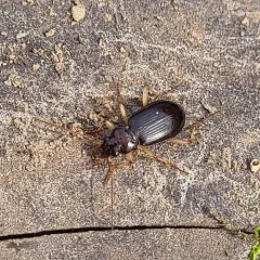 Nebria eschscholtzii thumbnail 3