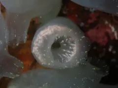 Bythotiara huntsmani thumbnail 1