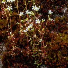 Nuttall's Saxifrage thumbnail 3