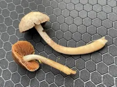 Homophron cernuum thumbnail 4