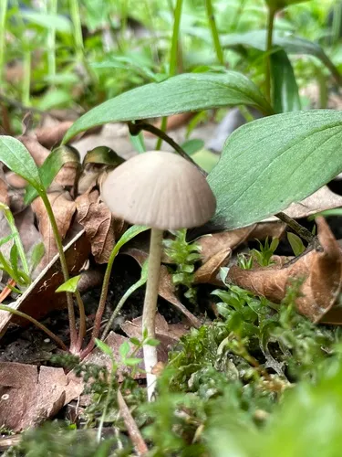Psathyrella nitens