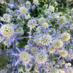 Blue Eryngo thumbnail 4