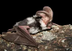 Spotted Bat thumbnail 2