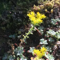 Broad-leaved Stonecrop thumbnail 2