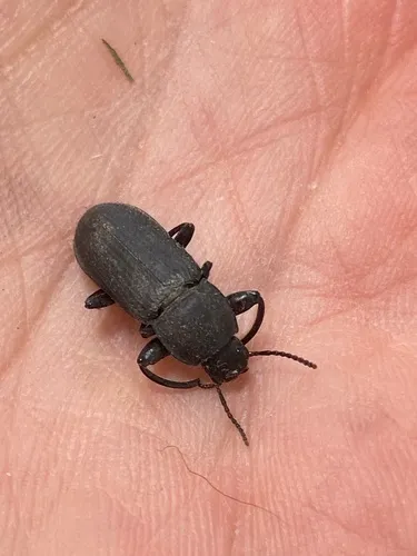 Dark Mealworm
