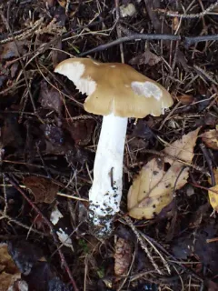Entoloma bicolor thumbnail 4