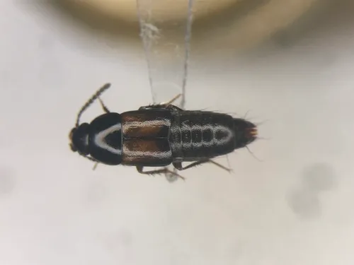 Tachinus basalis