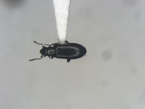 Greenish Narrow-waisted Bark Beetle