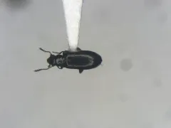 Greenish Narrow-waisted Bark Beetle thumbnail 1