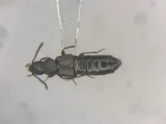 Aleochara littoralis thumbnail 1