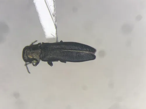 Agrilus putillus