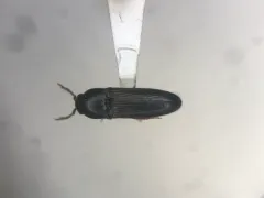 Lovely-horned False Click Beetle thumbnail 1