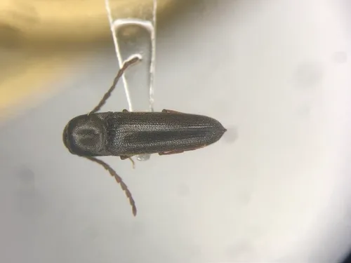 Dirrhagofarsus ernae