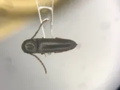 Dirrhagofarsus ernae thumbnail 1
