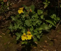 Tiling's Monkeyflower thumbnail 2