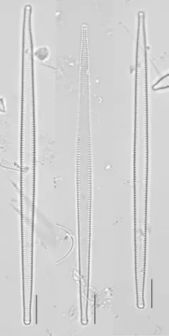 Tabularia fasciculata thumbnail 2