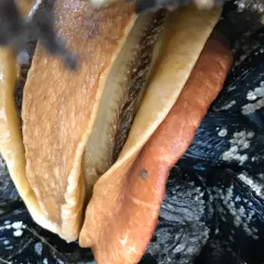 Gumboot Chiton thumbnail 2