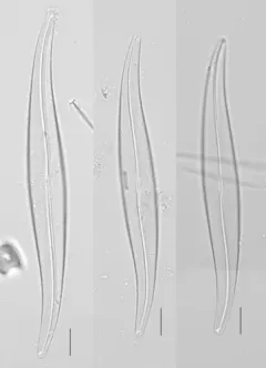 Gyrosigma acuminatum thumbnail 1