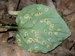Puccinia circaeae thumbnail 3