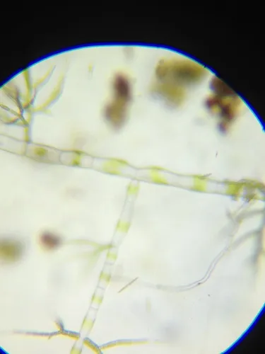 Draparnaldia glomerata