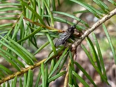 Empis barbatoides thumbnail 2