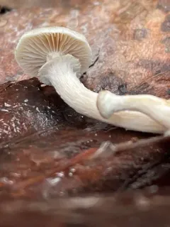 Meottomyces dissimulans thumbnail 2