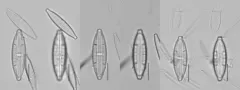 Mastogloia lacustris thumbnail 2