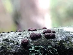 Alder Stickpin Lichen thumbnail 4