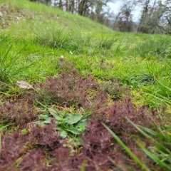 dwarf owl's-clover thumbnail 3