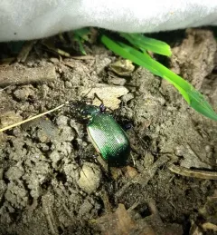 Wilcox's Spring Caterpillar Hunter thumbnail 3