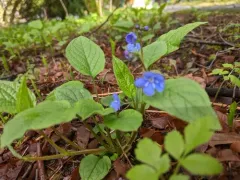 Blue-eyed-Mary thumbnail 4