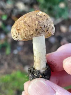 Inocybe xanthomelas thumbnail 2