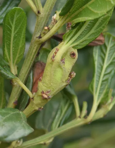 Ceanothus stem gall moth