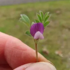 spring vetch thumbnail 4