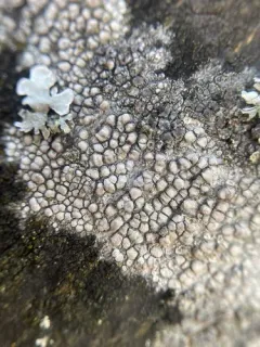 Rim lichen thumbnail 2