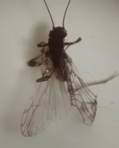 Columbian Forestfly thumbnail 2
