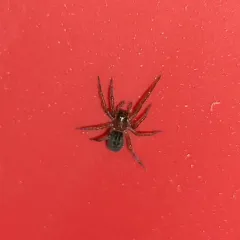 Black Laceweaver thumbnail 4