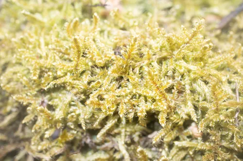 Curveleaf Hypnum Moss