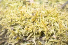 Curveleaf Hypnum Moss thumbnail 1