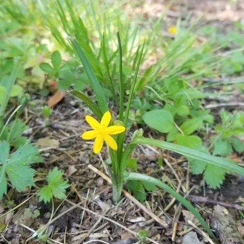 yellow star grass