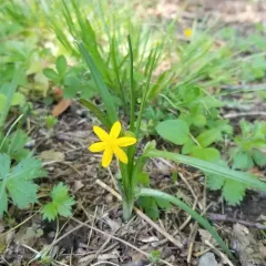 yellow star grass thumbnail 1