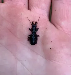 Straight-jawed Pedunculate Ground Beetle thumbnail 2