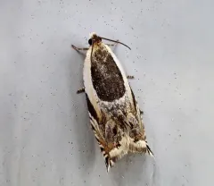 Yellow Birch Leaffolder Moth thumbnail 2