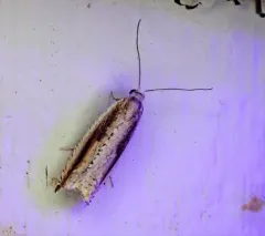 Ancylis goodelliana thumbnail 3