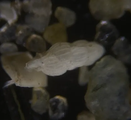 Uvigerina peregrina