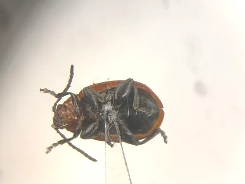 Strabala rufa