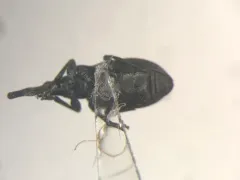 Stenopterapion meliloti thumbnail 2