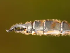 Whitehouse's Emerald thumbnail 3